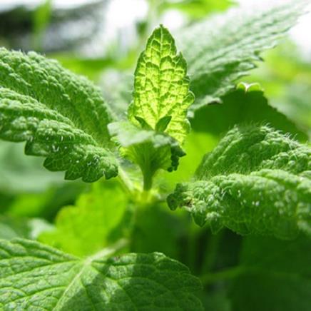 Natural active Mint